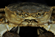 immagine di Rotor, What’s Eating the Chinese Mitten Crab