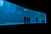 immagine di Acquario di Genova