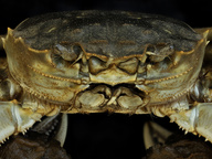 immagine di Rotor,  What’s Eating the Chinese Mitten Crab