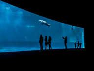 immagine di Acquario di Genova