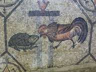 immagine di Gallo e Tartaruga