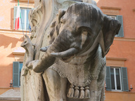 immagine di Elefantino della Minerva (Pulcino della Minerva)
