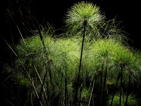 Diorami. Meraviglie Botaniche in 8 Atti