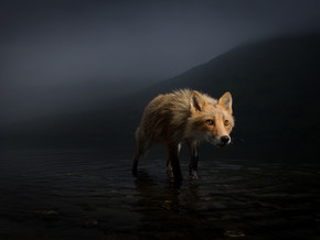 Wildlife Photographer of The Year. 57a edizione