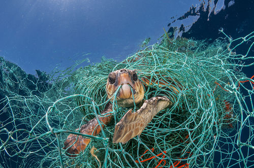 Jordi Chias, Una tartaruga marina impigliata in una vecchia rete da pesca in plastica al largo della Spagna