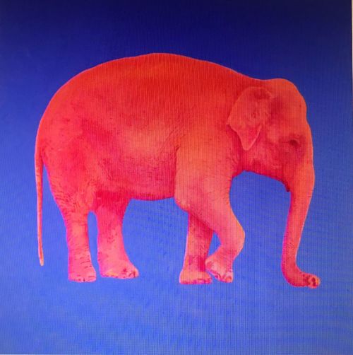Valentina De Martini, Elefante, olio su tela, cm. 130x130