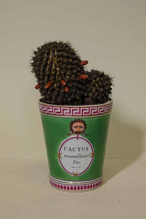 Cactus mamillaris pers - dopo il restauro. Copyright Foto Opificio delle Pietre Dure