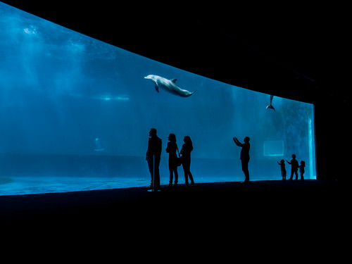 Acquario di Genova, il più grande d'Italia e tra i più grandi d'Europa | Foto: Goran Bogicevic / Shutterstock.com