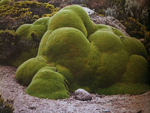 Green Island 2014. Landscaping. Dutch Design for a new city garden