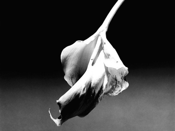 Robert Mapplethorpe, Calla Lily, 1986 | © Robert Mapplethorpe Foundation | Used by permission