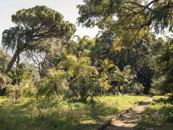 Orto Botanico, Palermo Atlas