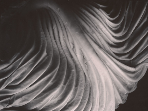 Edward Weston, Cabbage Leaf, 1931, Stampa alla gelatina d'argento | © Center for Creative Photography, Arizona Board of Regents