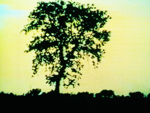 Il Frutto, 1990. Video VHS, 3’. Danza: Lucia Biondo, contrabbasso: Luigi Mosso