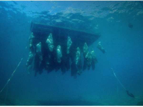 Nikolaj Bendix Skyum Larsen, End of Dreams, 2015, foto dell’installazione sottomarina 