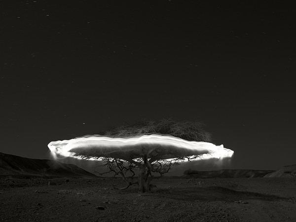 Ugo Ricciardi, Acacia #2, Sahara Desert, 2018, edition 1/6