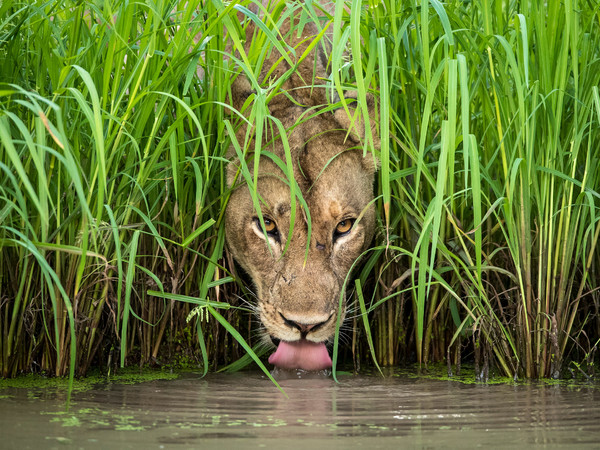 © Isak Pretorius / Wildlife Photographer of the Year. Wildlife Photographer of the Year è sviluppato e prodotto dal Natural History Museum, London