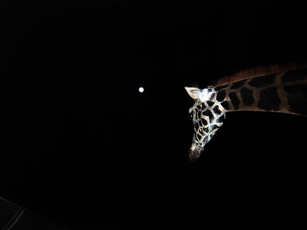 Paola Pivi, Untitled (Giraffe)