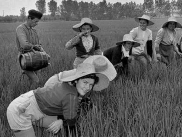  Mondine al lavoro nelle risaie del Vercellese, Lignana (Vc), 1948 