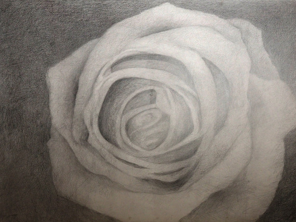Rossella Gilli, Rosa, 2021, matita su carta, 70x100 cm.