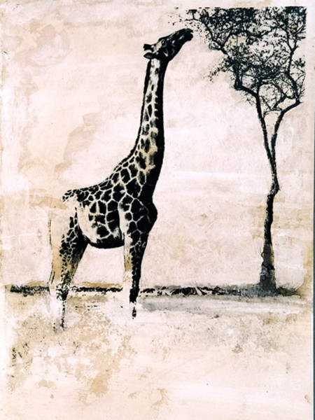 giraffa,pittura su foto,cm 24x18,anno 64