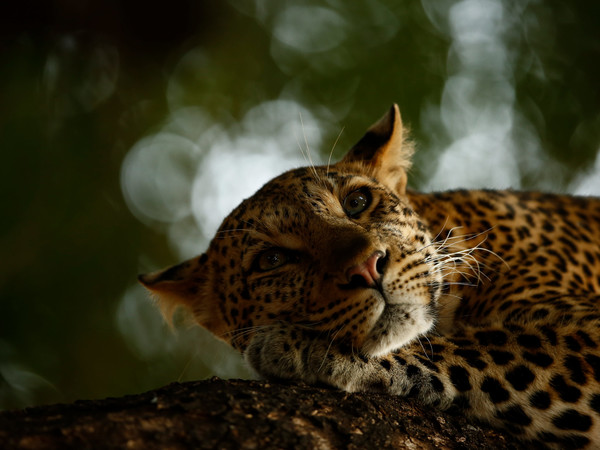Skye Meaker, Lounging Leopard, Wildlife Photographer of the Year, South Africa Grand Title Winner 2018, 15-17 Years Old