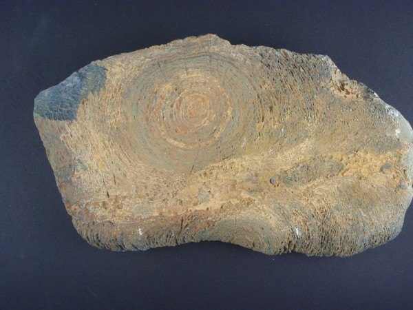 Stromatolite del genere Jacutophyton. Proterozoico della Mauritania (circa 1.000-800.ma.). Museo di Storia Naturale di Milano