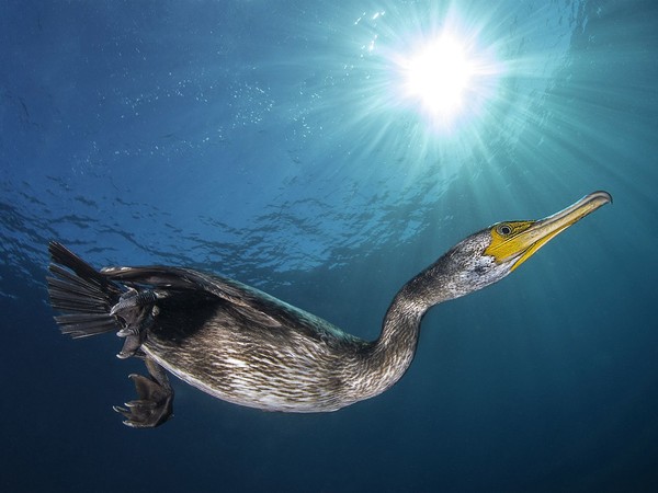 Filippo Borghi, Il cormorano