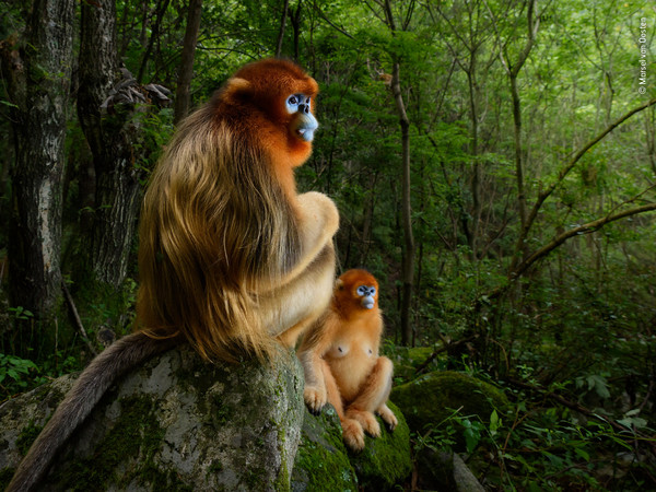 Lo scatto vincitore assoluto del Wildlife Photographer of The Year 2018, Marsel Van Oosten, The Golden Couple | © Marsel Van Oosten