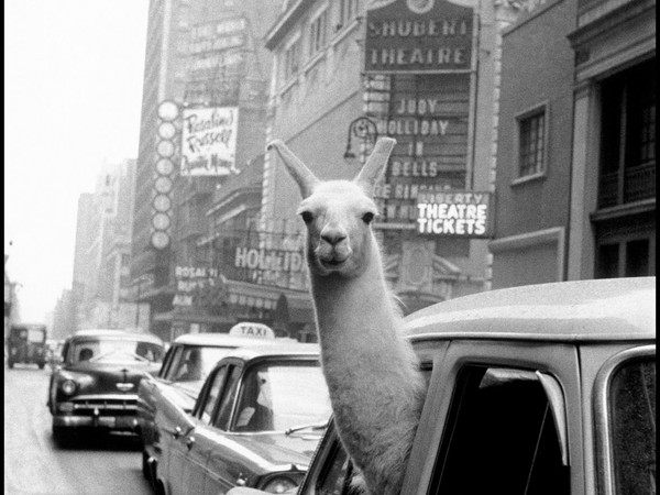 <span>Inge Morath, Un lama a Times Square, New York, 1957</span>