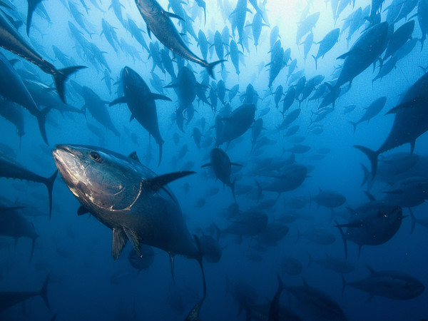 Tonni, Yann Arthus-Bertrand e Brian Skerry. Pianeta Mare