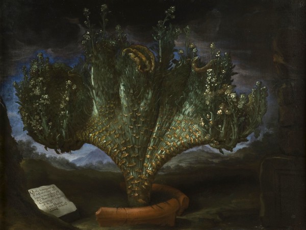 Bartolomeo Bimbi, Stravagante piede di cavolfiore del marchese Capponi, 1707, Olio sul tela | Courtesy Museo di Storia Naturale dell’Università degli studi di Firenze, Museo della natura morta nella Villa Medicea di Poggio a Caiano, 