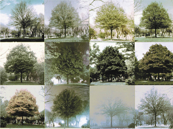 Cesare Leonardi, <em>Carpinus Betulus</em> 1962-1963