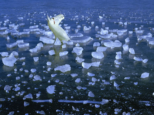 Pier Luigi Meneghello, Blu infranto, 2002, stampa su carta, 120 x 120 cm