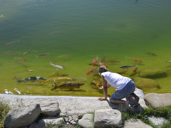 Italian Koi Show, Fiera di Cesena