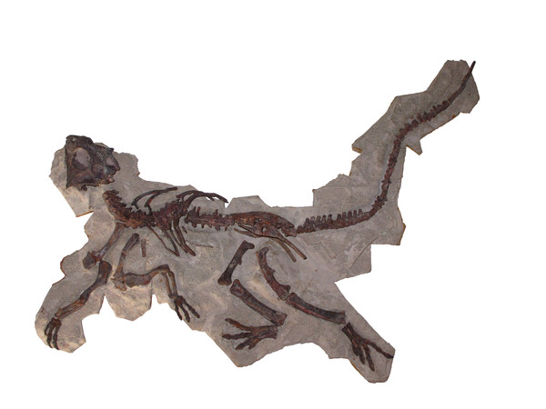 Scheletro parziale di Psittacosaurus mongoliensis, dinosauro ornitischio, Cretaceo inferiore, Mongolia