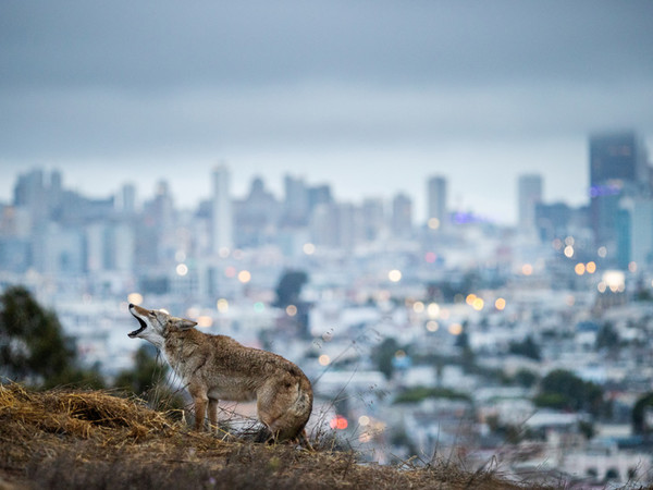 <span>Corey Arnold, United States, Winner, Professional Competition, Wildlife & Nature, Sony World Photography Awards 2023</span>