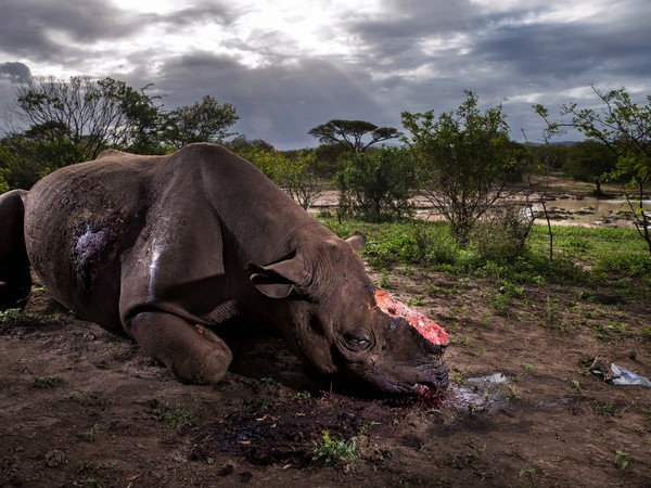 Brent Stirton, Rhino