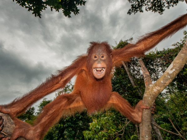 Simone Sbaraglia, Orango, Pongo pygmaeus