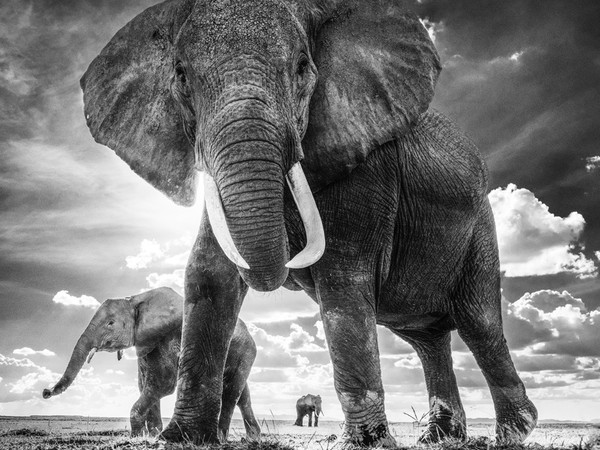 David Yarrow, Elephant, The Untouchables, Amboseli 2017