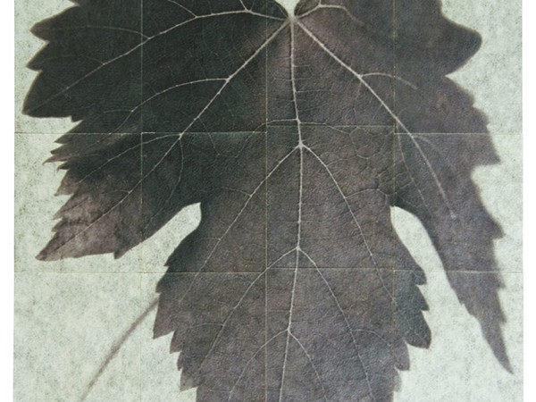 Sergio Zavattieri, Vitis Vinifera, 2012, installazione fotografica, Stampa archival su carta acquarello con albume e vernice, 261,5x 175,8 cm