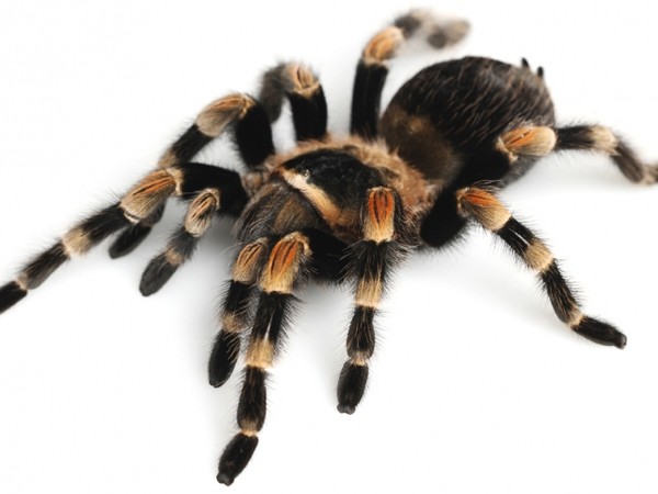 Brachypelma smithi, t<span>arantola messicana dalle ginocchia rosse</span>