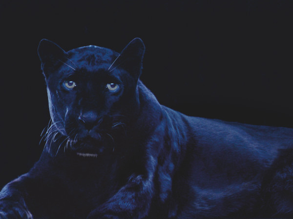 Robert Wilson,Ivory Panther new horizon,