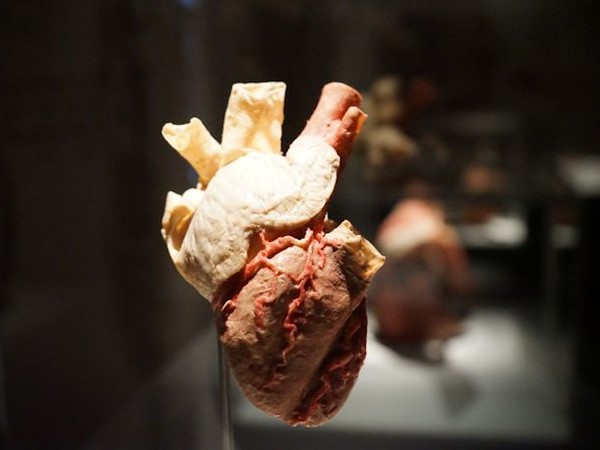 <em>Real Bodies. Human Art Exhibition</em>, Palazzo Zaguri, Venezia