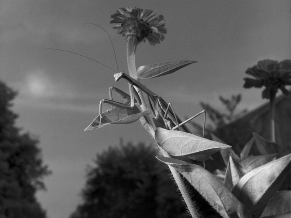 Larry Fink, Mantis, September 1978 | Unbridled Curiosity | © Larry Fink