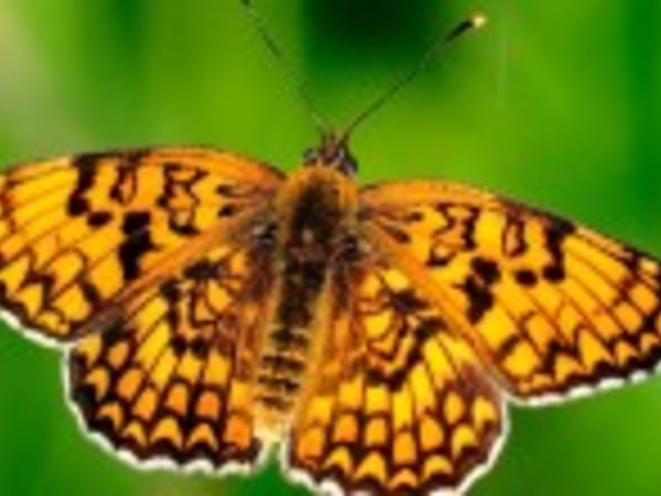 Farfalle del Veneto. Mostra fotografica, Museo di Storia Naturale, Venezia