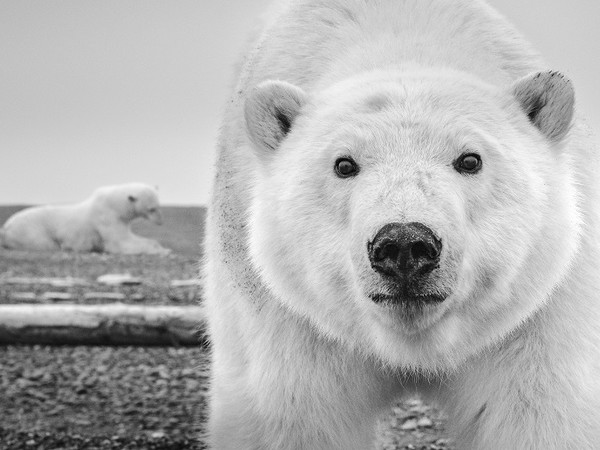 David Yarrow, Hello