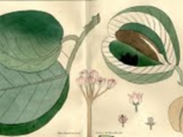 Botanica aegyptiaca in antichi volumi, MRSN, Torino