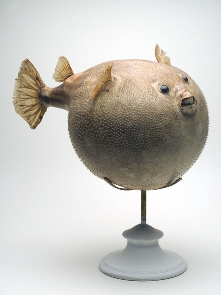 Pesce Palla, Firenze, Museo di Storia Naturale dell’Università di Firenze, Sezione di zoologia,