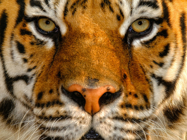 Simone Sbaraglia, Tigre del Bengala, 2016 Simone Sbaraglia, Tigre del Bengala, 2016