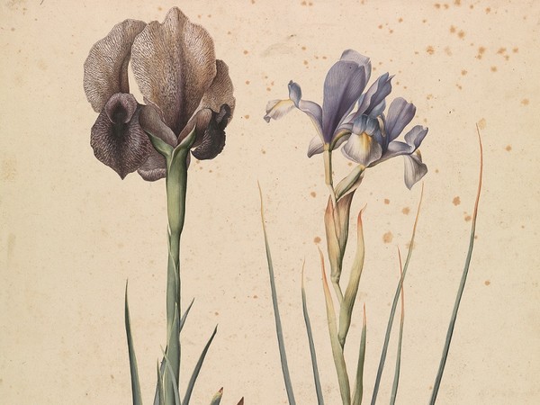 Jacopo Ligozzi, Iride inglese (Iris Susiana L.), Giaggiolo orientale (Iris Xyphium L.) 1577-1587 ca. Pietra nera naturale, pigmenti policromi di natura organica e inorganica, su carta con imprimitura a bianco di piombo. Firenze, Gabinetto Disegni e Stampe degli Uffizi